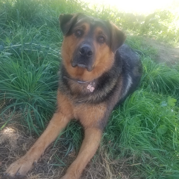 Meet your Posher, Morgan - Picture 4 of 5